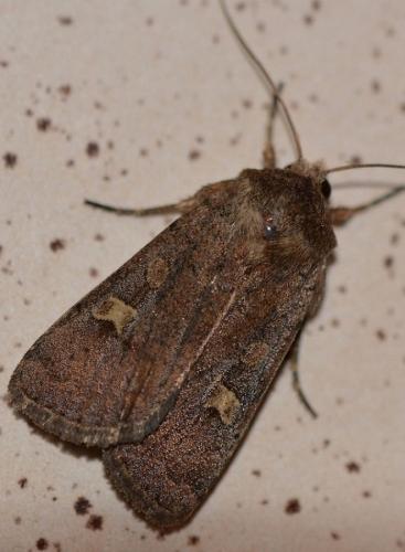 Réf. 240 732 : Xestia xanthographa